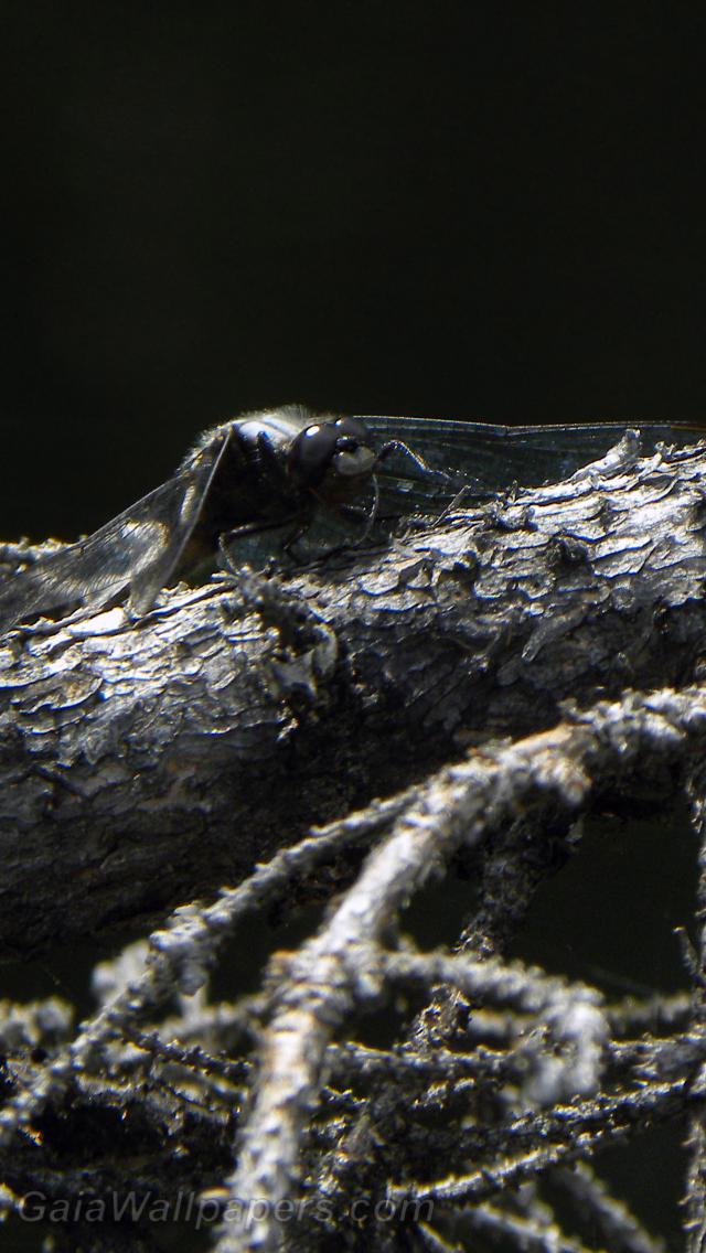 Dragonfly on a dead tree - Free desktop wallpapers