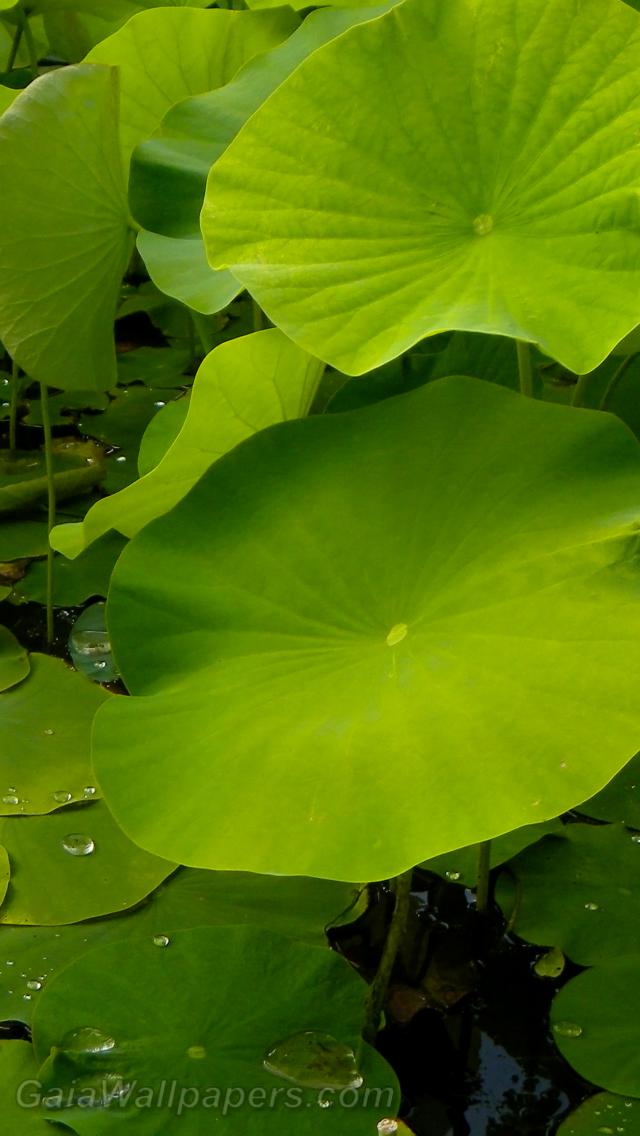 Feuilles de fleurs de lotus - Fonds d'écran gratuits