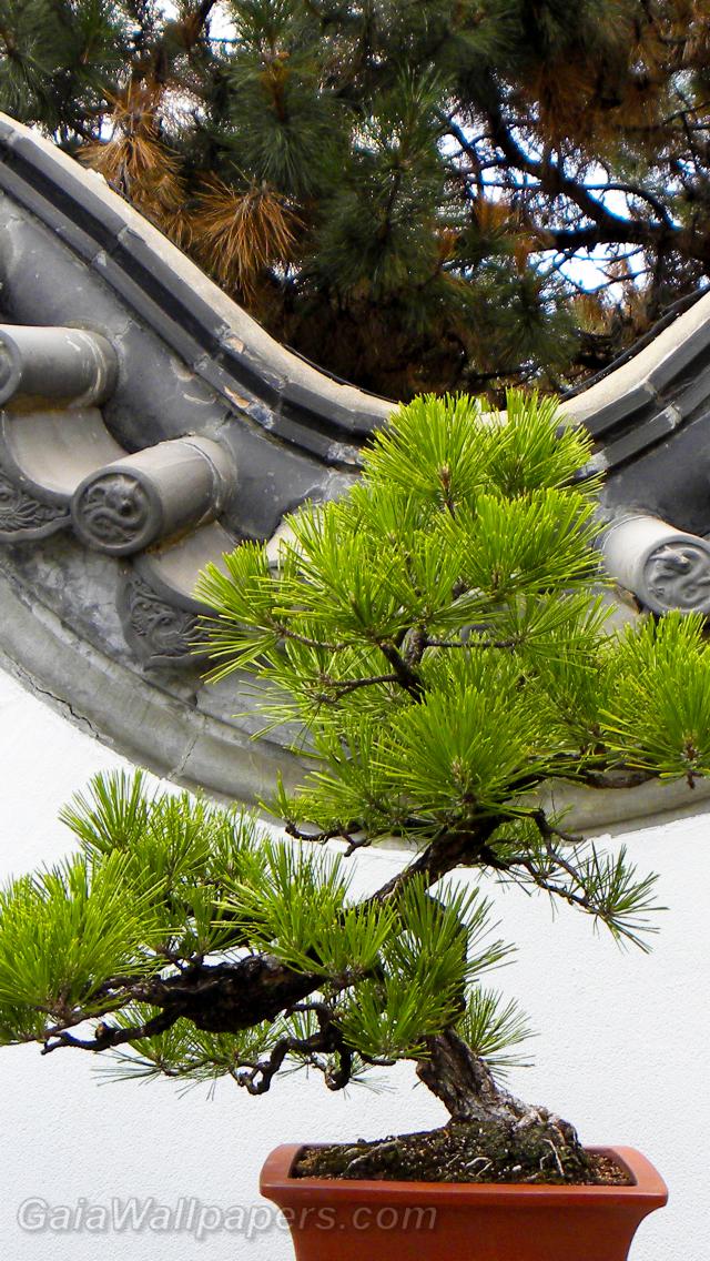 Pine bonsai - Free desktop wallpapers