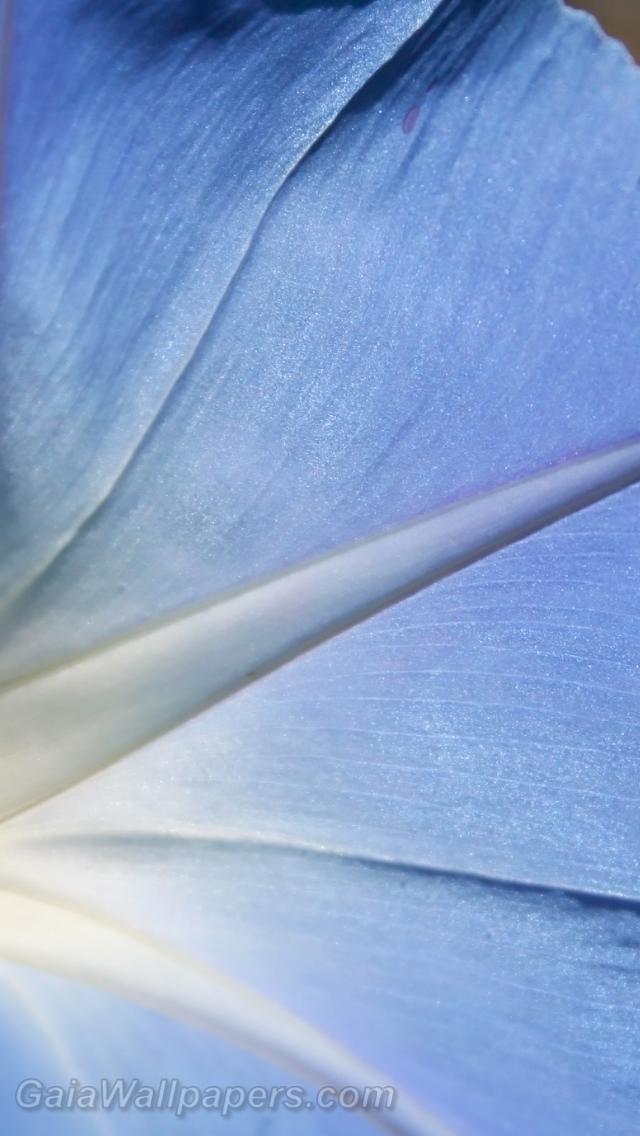 Belle fleur bleue avec de la lumière passant à travers elle - Fonds d'écran gratuits