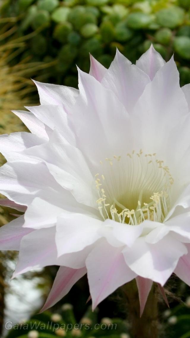 Belle fleur blanche de cactus - Fonds d'écran gratuits