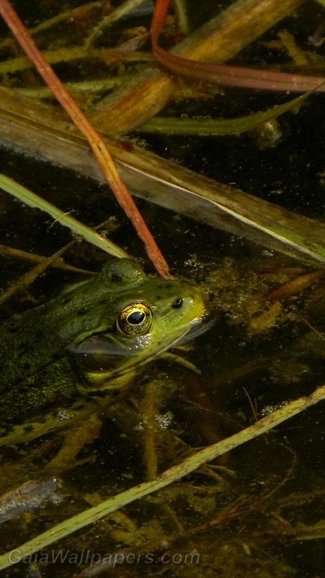 Frog in disgusting water - Free desktop wallpapers