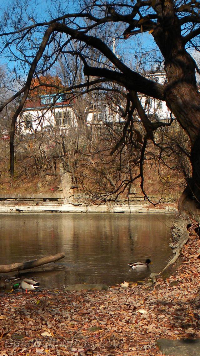 Canards sur la rivière avant l'hiver - Fonds d'écran gratuits