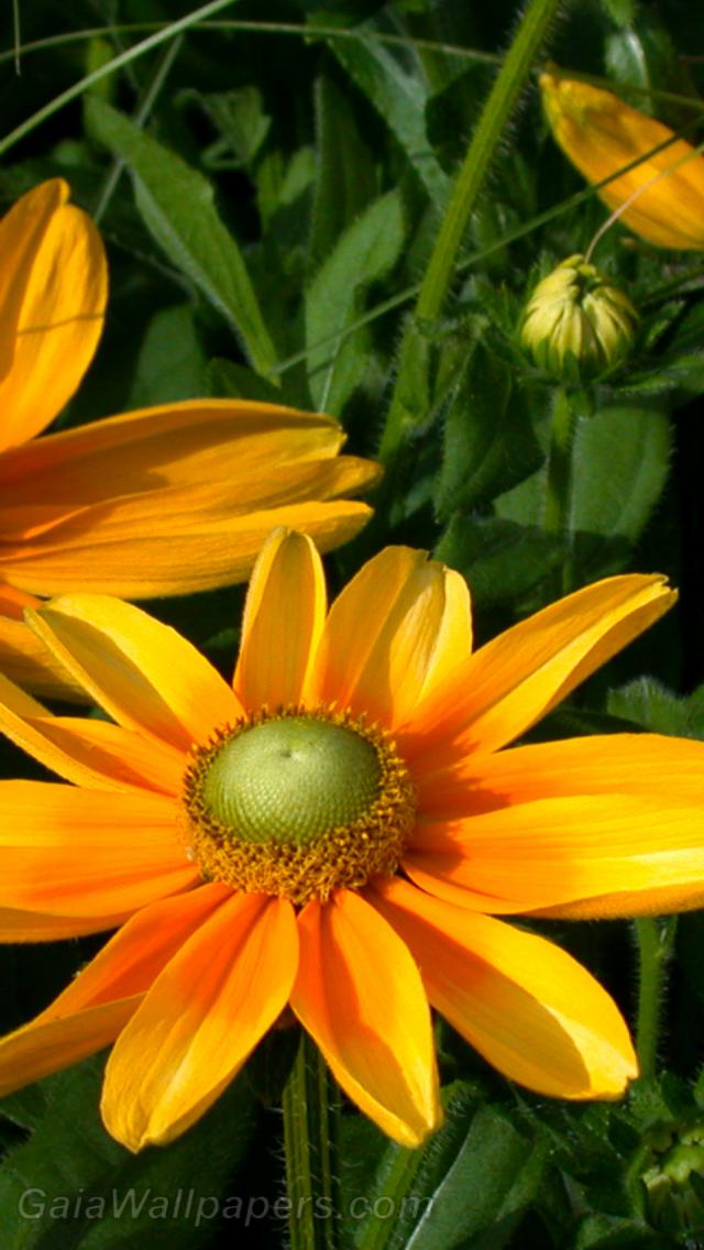Bright flowers like suns - Free desktop wallpapers