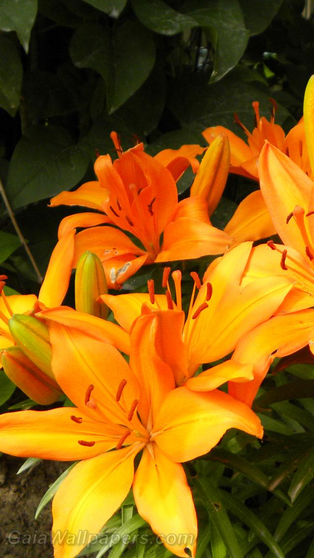 Orange lilies - Free desktop wallpapers