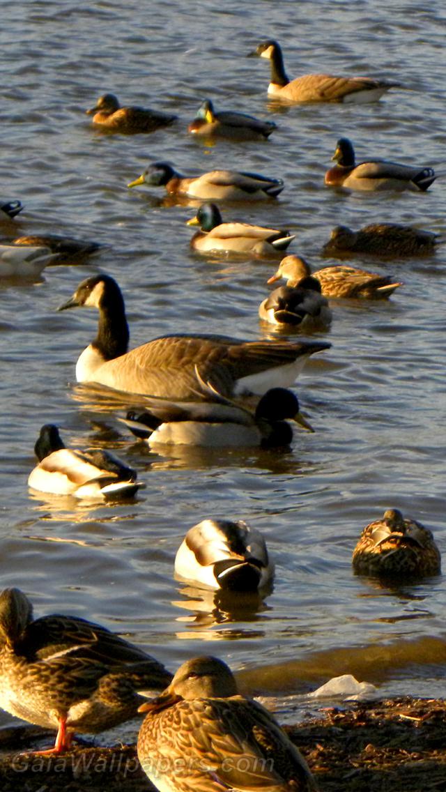Oies et canards relaxant au cours de leur migration - Fonds d'écran gratuits