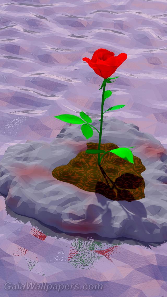 Rose de l'amour dérivant sur la mer - Fonds d'écran gratuits