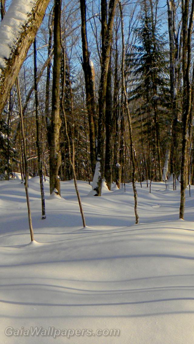 Neige douce dans la forêt d'hiver - Fonds d'écran gratuits