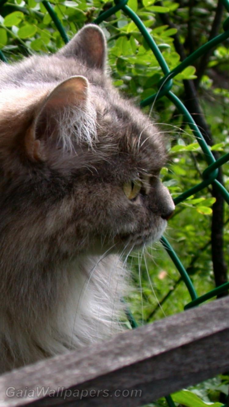 Cat hiding in the backyard - Free desktop wallpapers