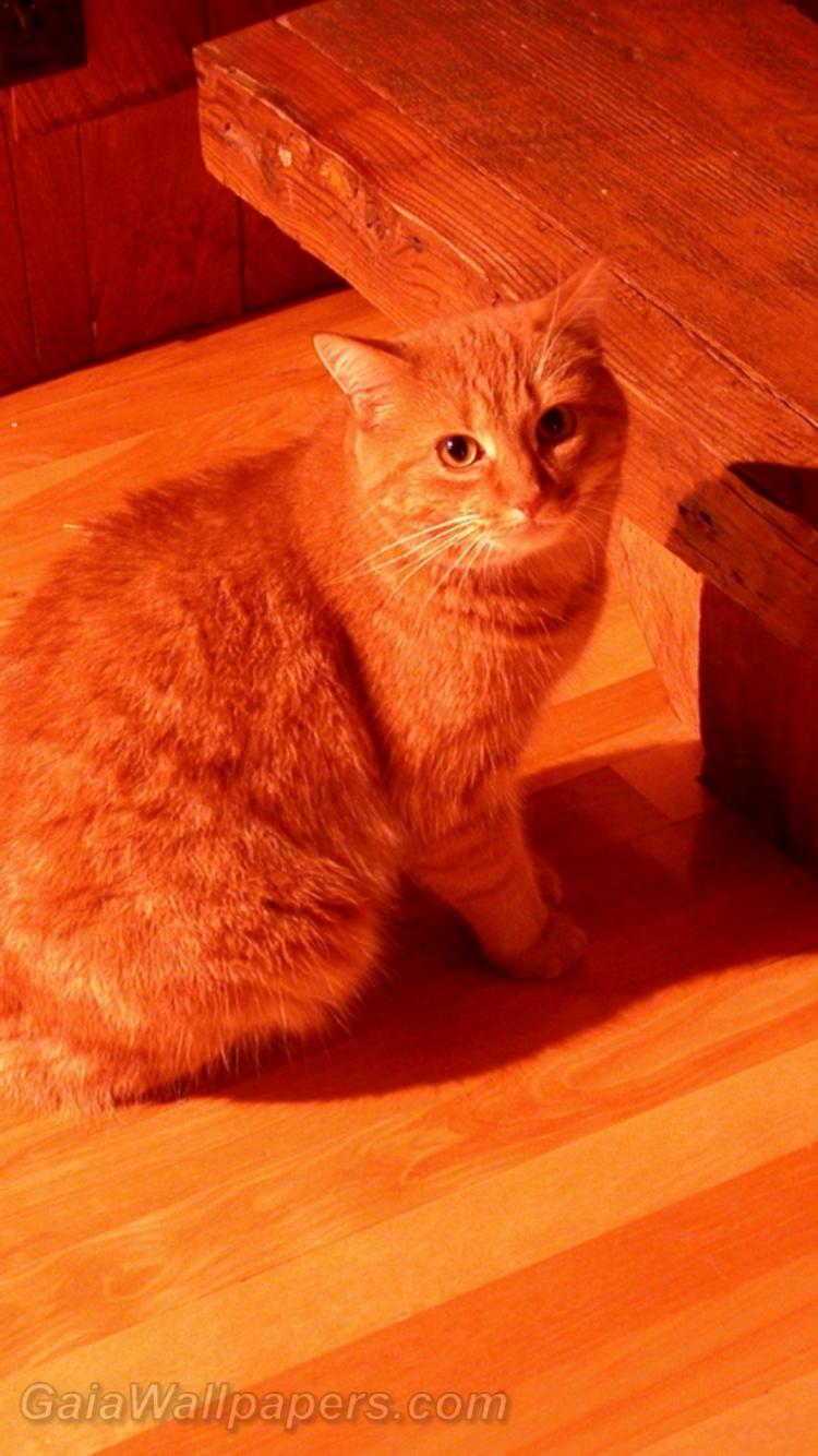 Ginger cat in ginger background - Free desktop wallpapers