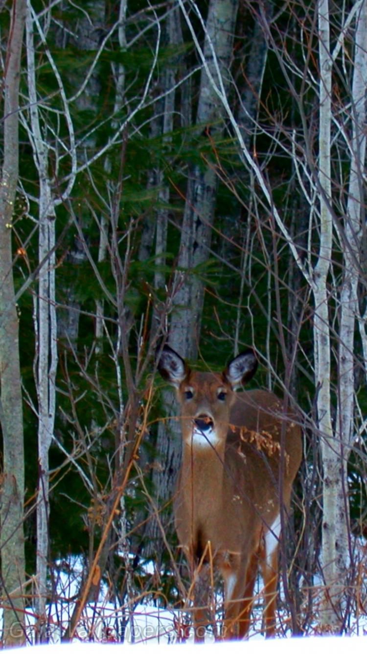 Deer hiding the branches - Free desktop wallpapers