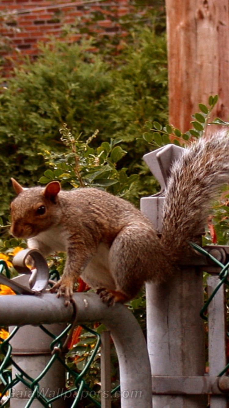Écureuil marchant sur la clôture - Fonds d'écran gratuits