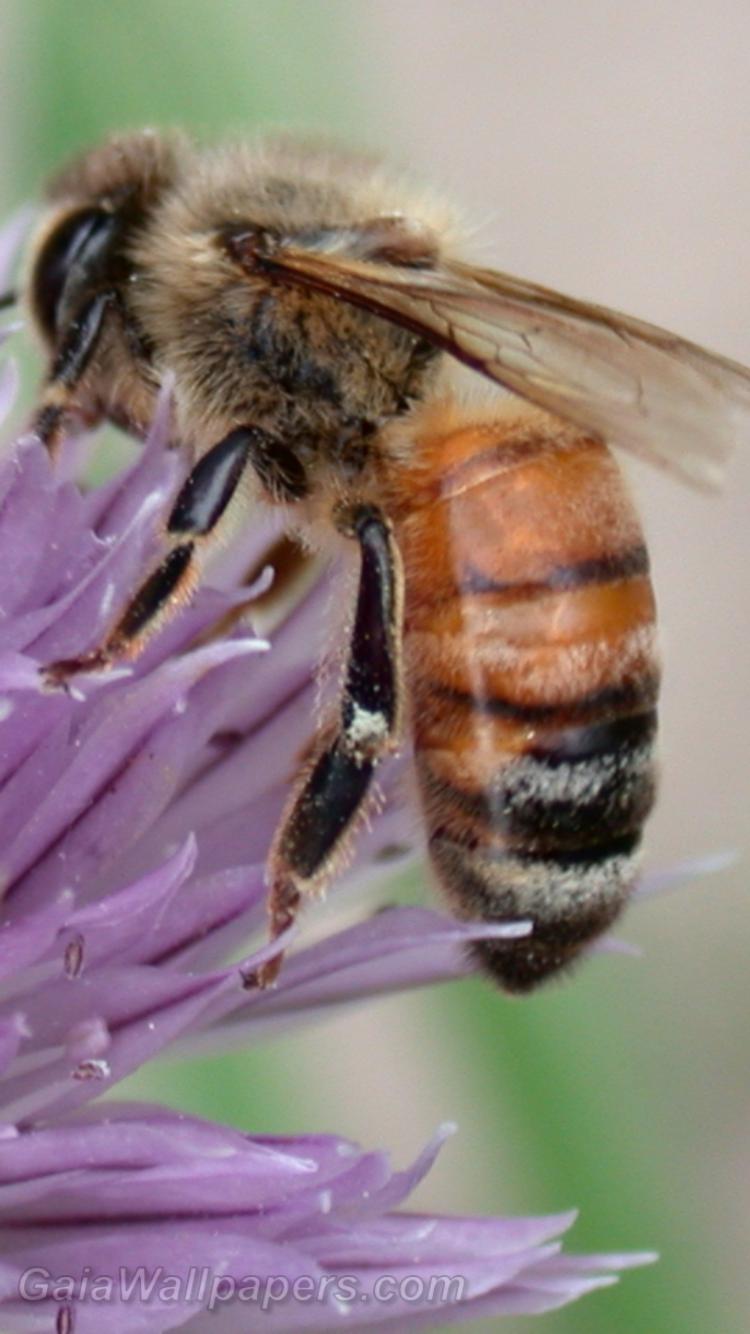Bee gathering nectar - Free desktop wallpapers