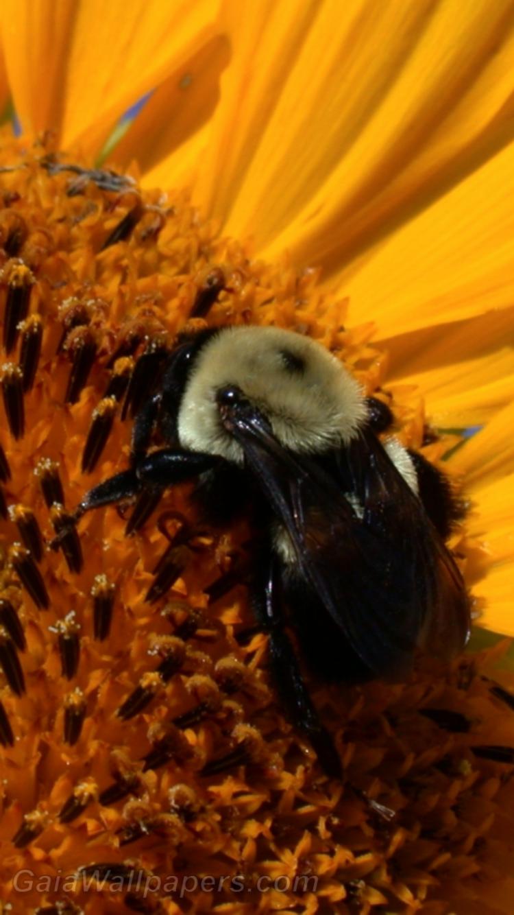 Bumblebee gathering nectar in a Sunflower - Free desktop wallpapers