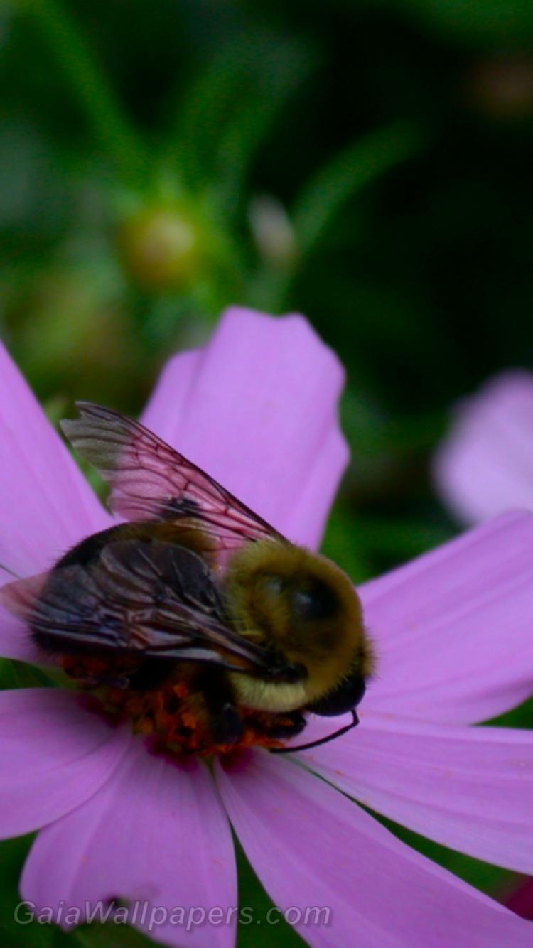 Bumblebee gathering nectar - Free desktop wallpapers