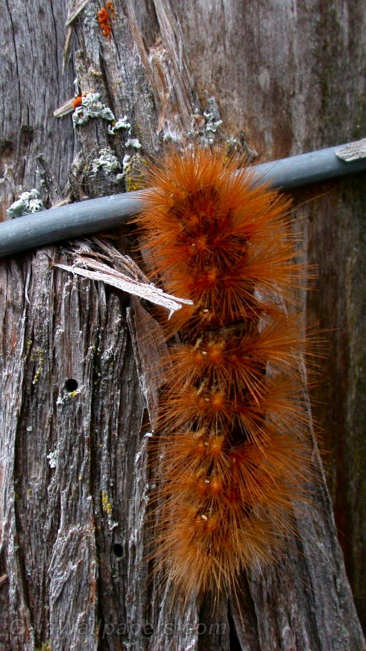 Hairy caterpillar climbing on a wood pole - Free desktop wallpapers
