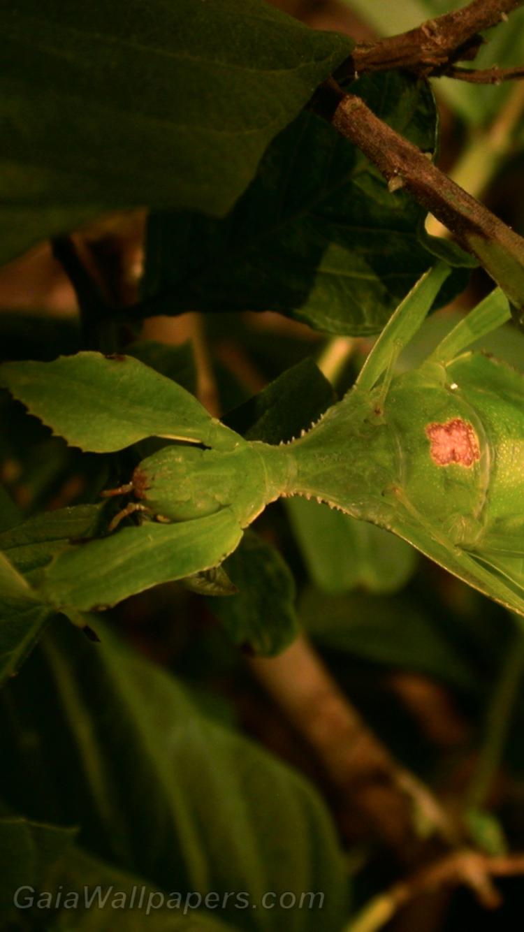 Leaf insect in branches - Free desktop wallpapers