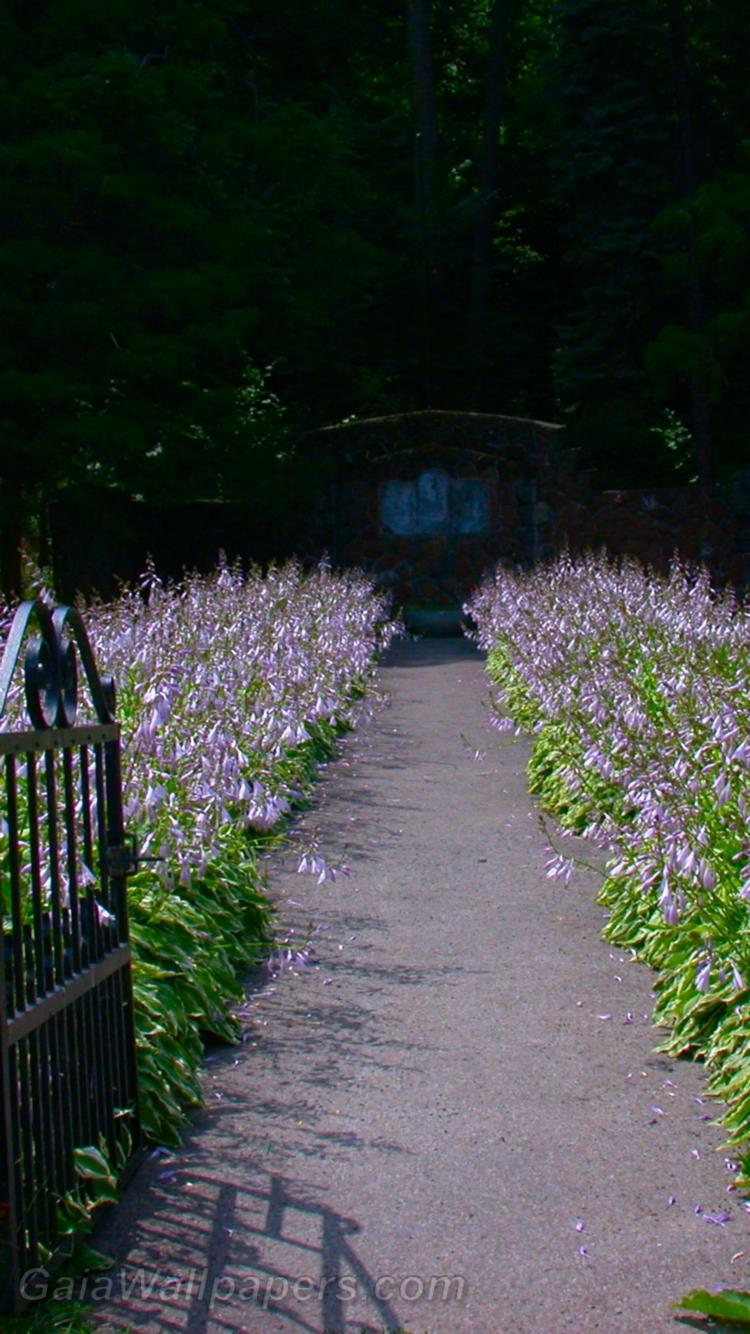 Path lined with Hostas leading to a sacred place - Free desktop wallpapers