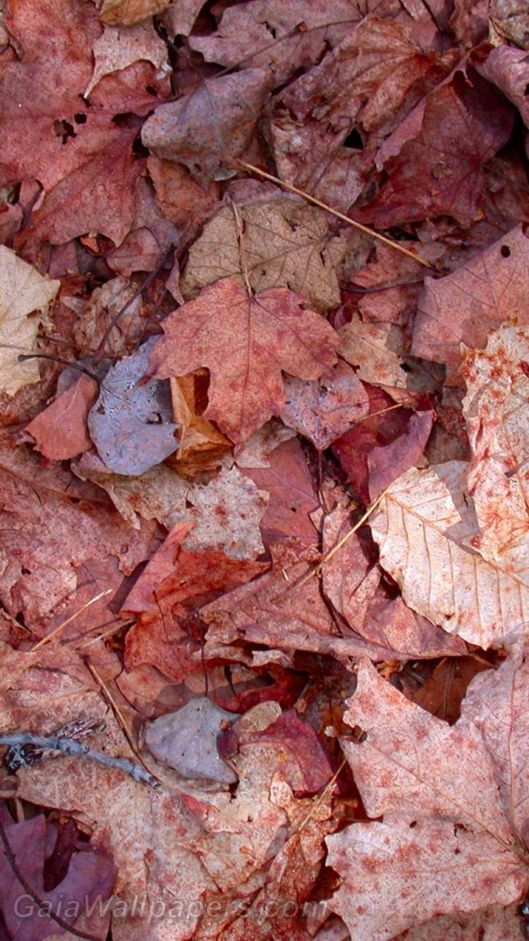 Floor covered with dead leaves - Free desktop wallpapers
