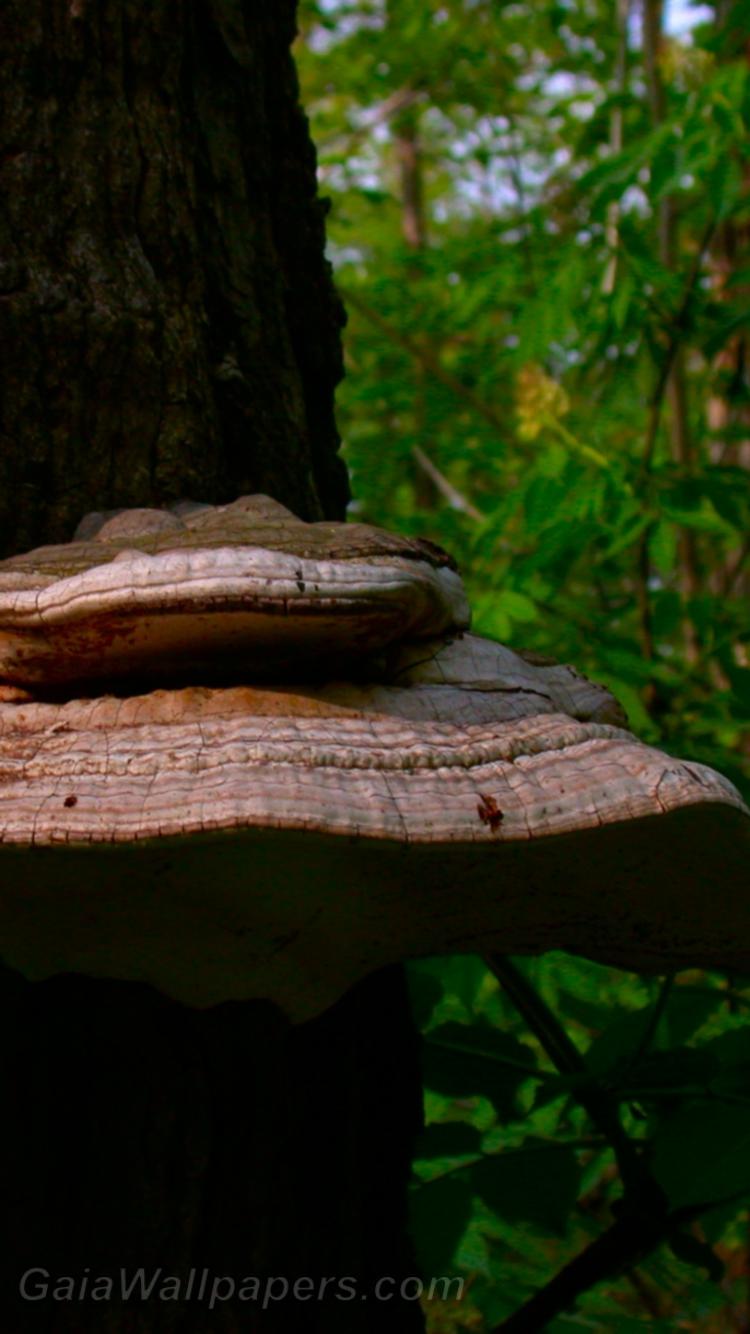 Mushroom on a tree - Free desktop wallpapers