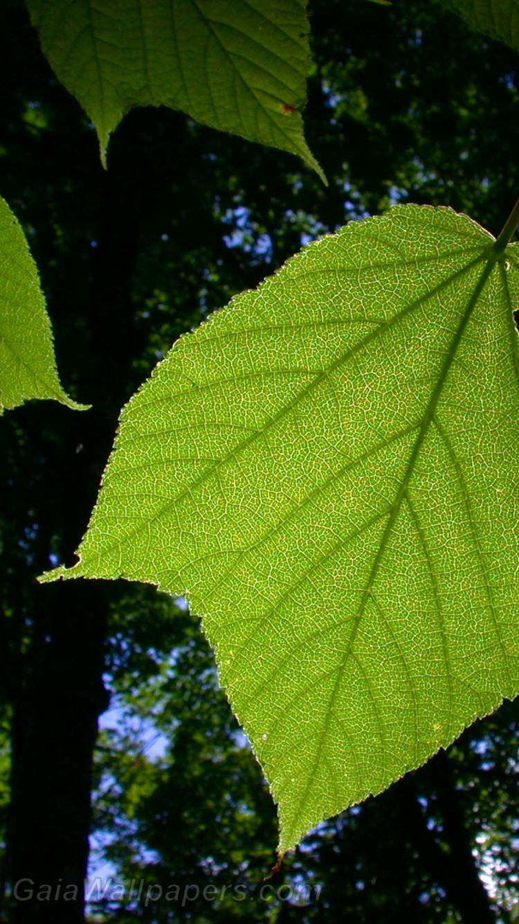 Leaf structure revealed by the sunlight - Free desktop wallpapers