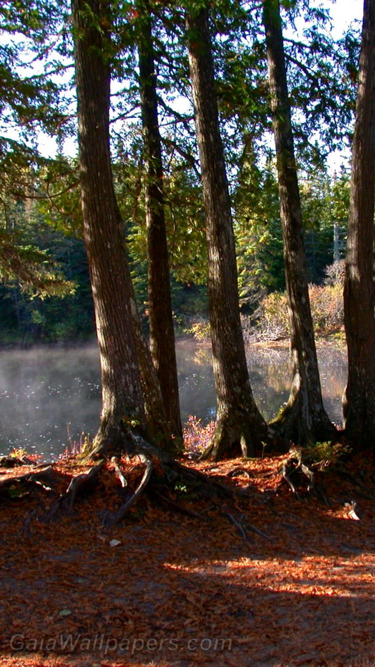Cedar trees near the stream - Free desktop wallpapers