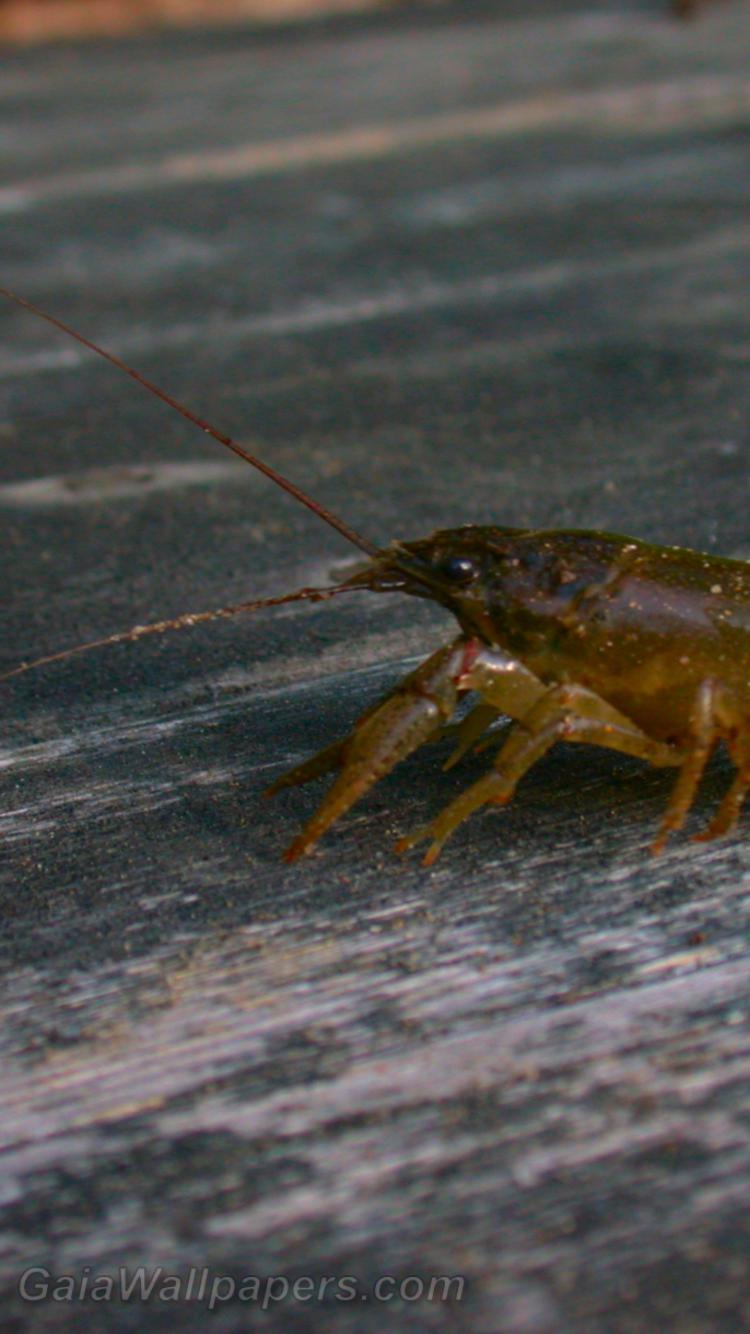Crayfish on the dock - Free desktop wallpapers