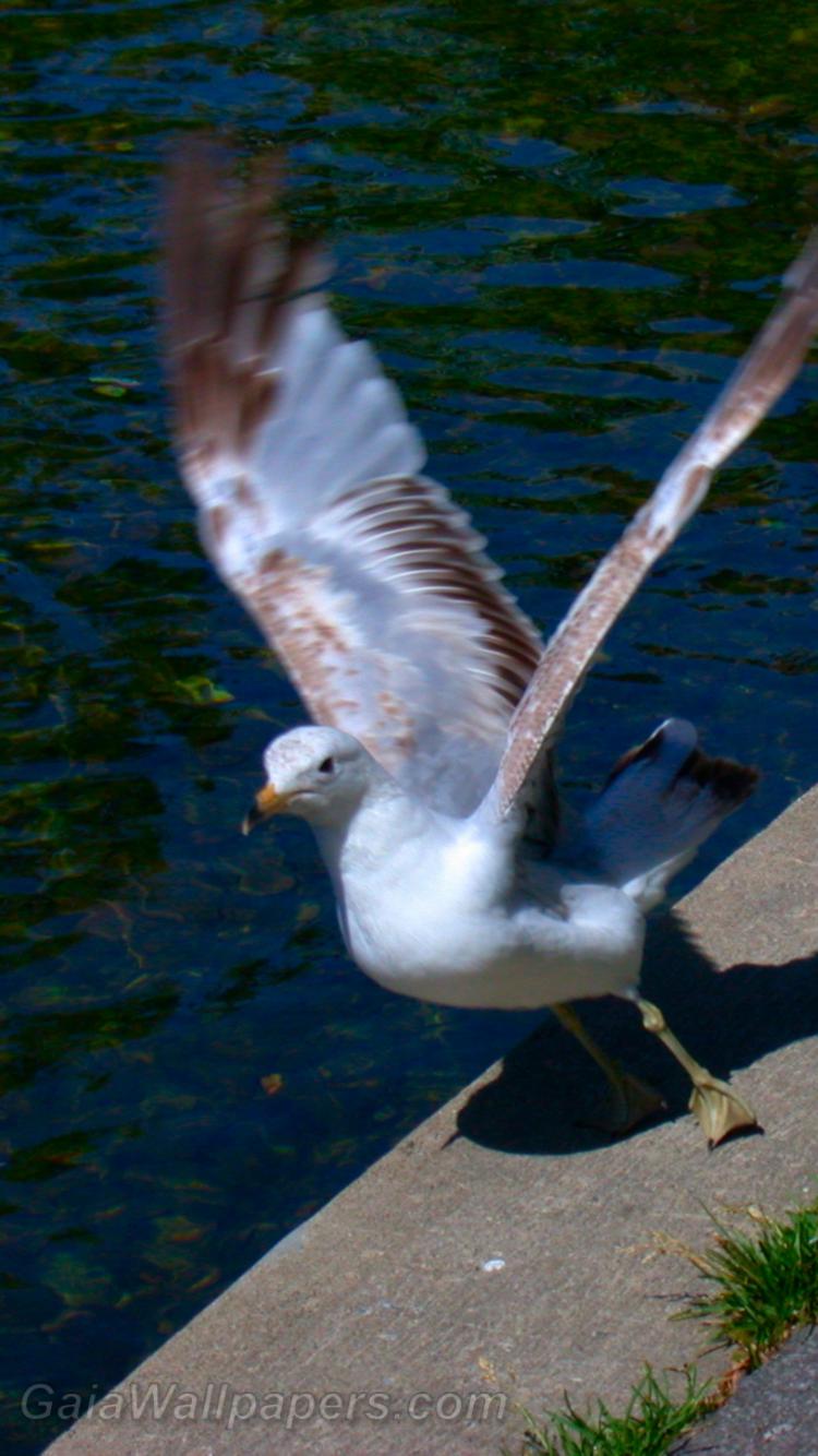 Ring-billed gull taking off - Free desktop wallpapers