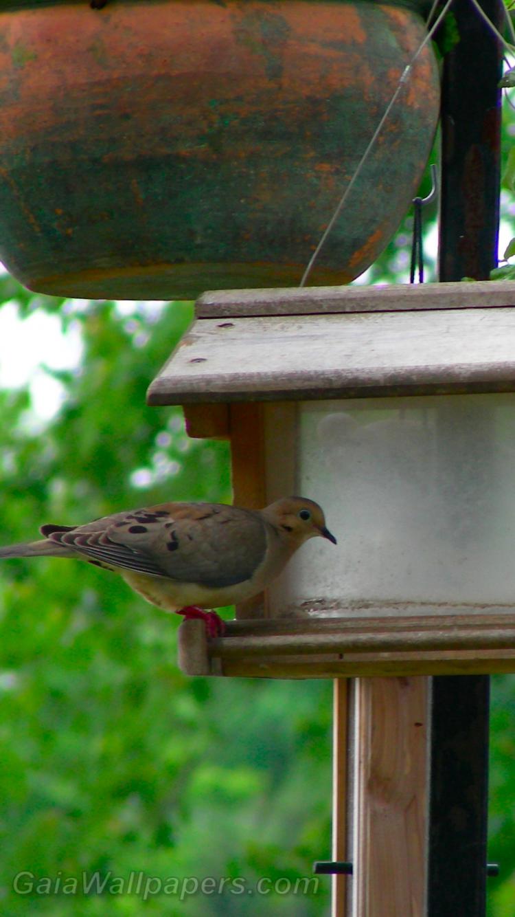 Mourning Dove eating a bird feeder - Free desktop wallpapers