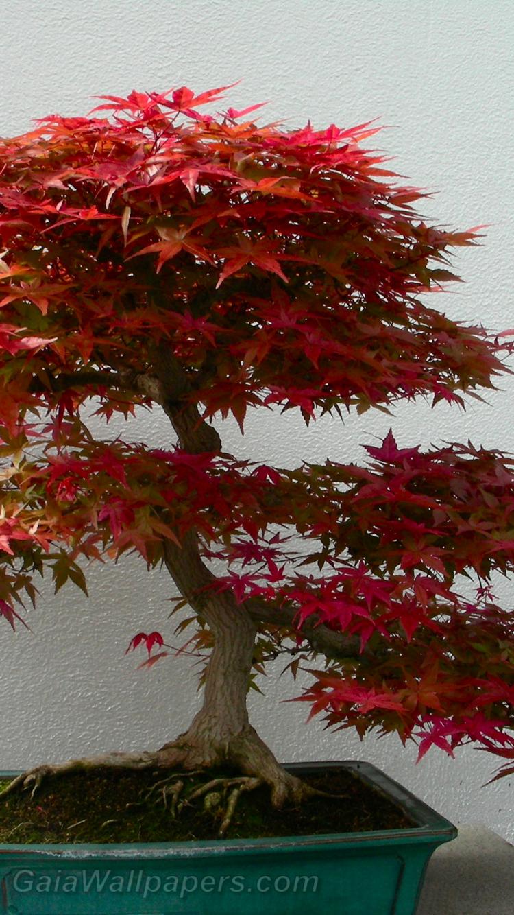 Autumn bonsai - Free desktop wallpapers