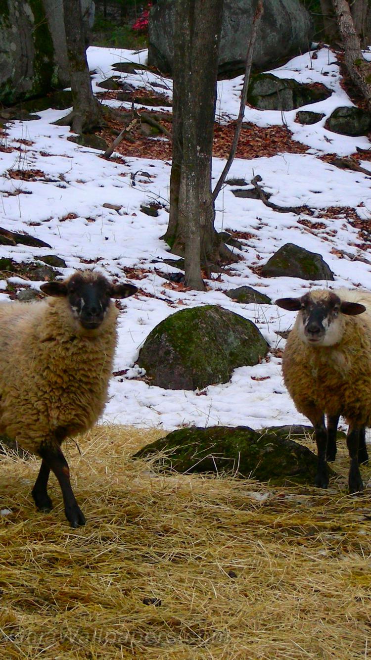 Sheeps in winter - Free desktop wallpapers