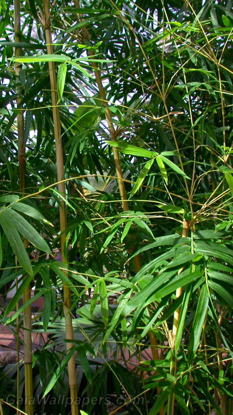 Bamboo - Fonds d'écran gratuits