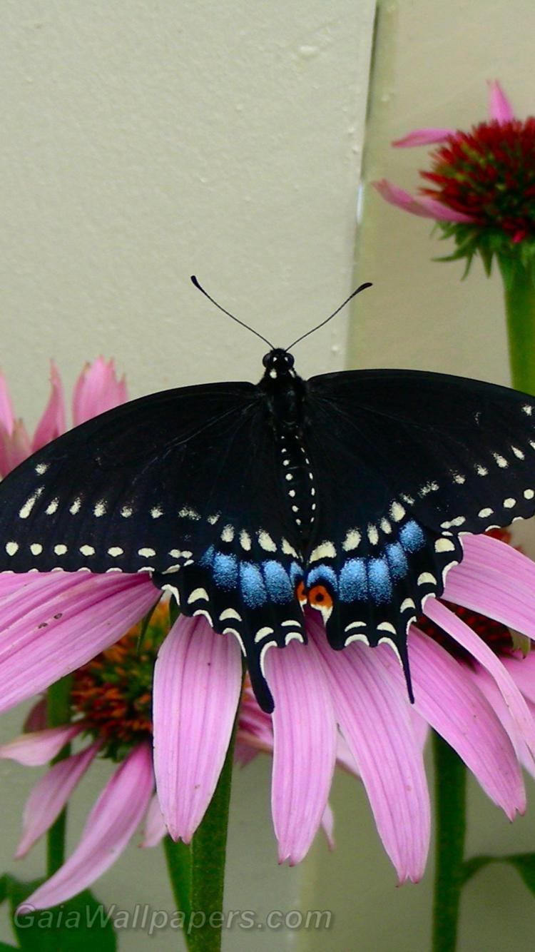 Black butterfly on an echinacea - Free desktop wallpapers