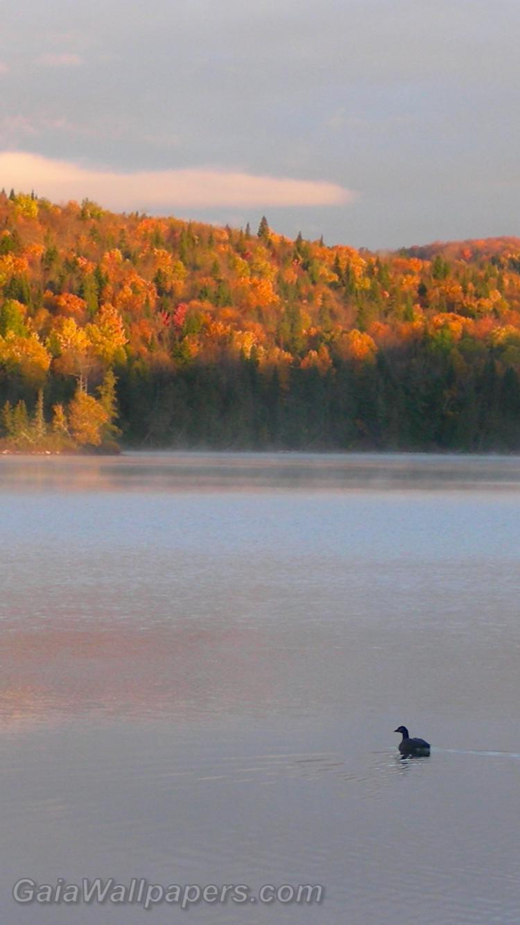 Lake fall at morning - Free desktop wallpapers