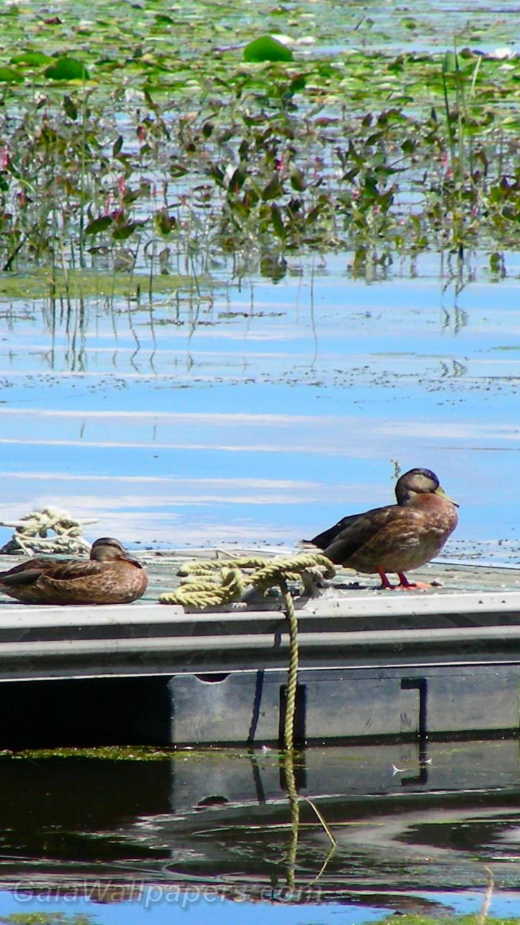 Ducks relaxing on a dock - Free desktop wallpapers