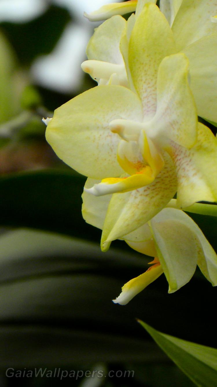 Douce orchidées jaunes - Fonds d'écran gratuits