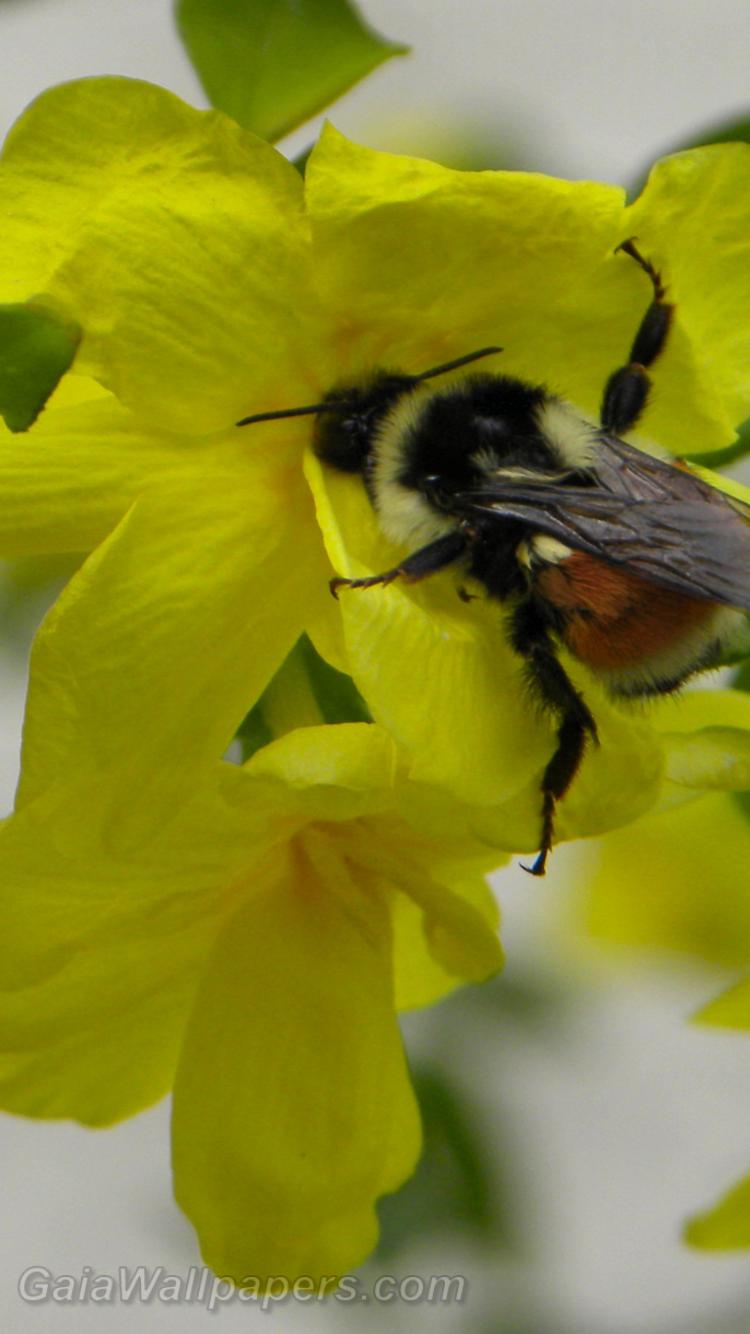 Orange-belted Bumblebee gathering nectar - Free desktop wallpapers