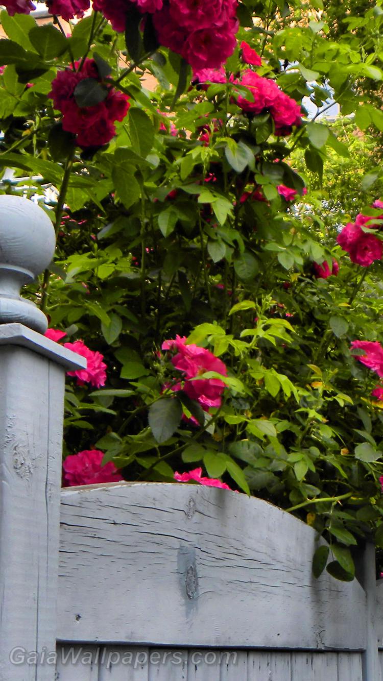 Roses in the alley - Free desktop wallpapers