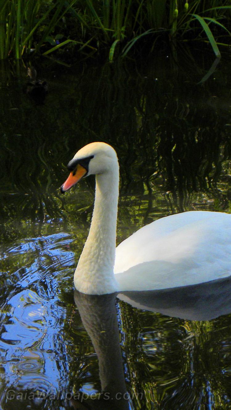Swan swimming in the pond - Free desktop wallpapers