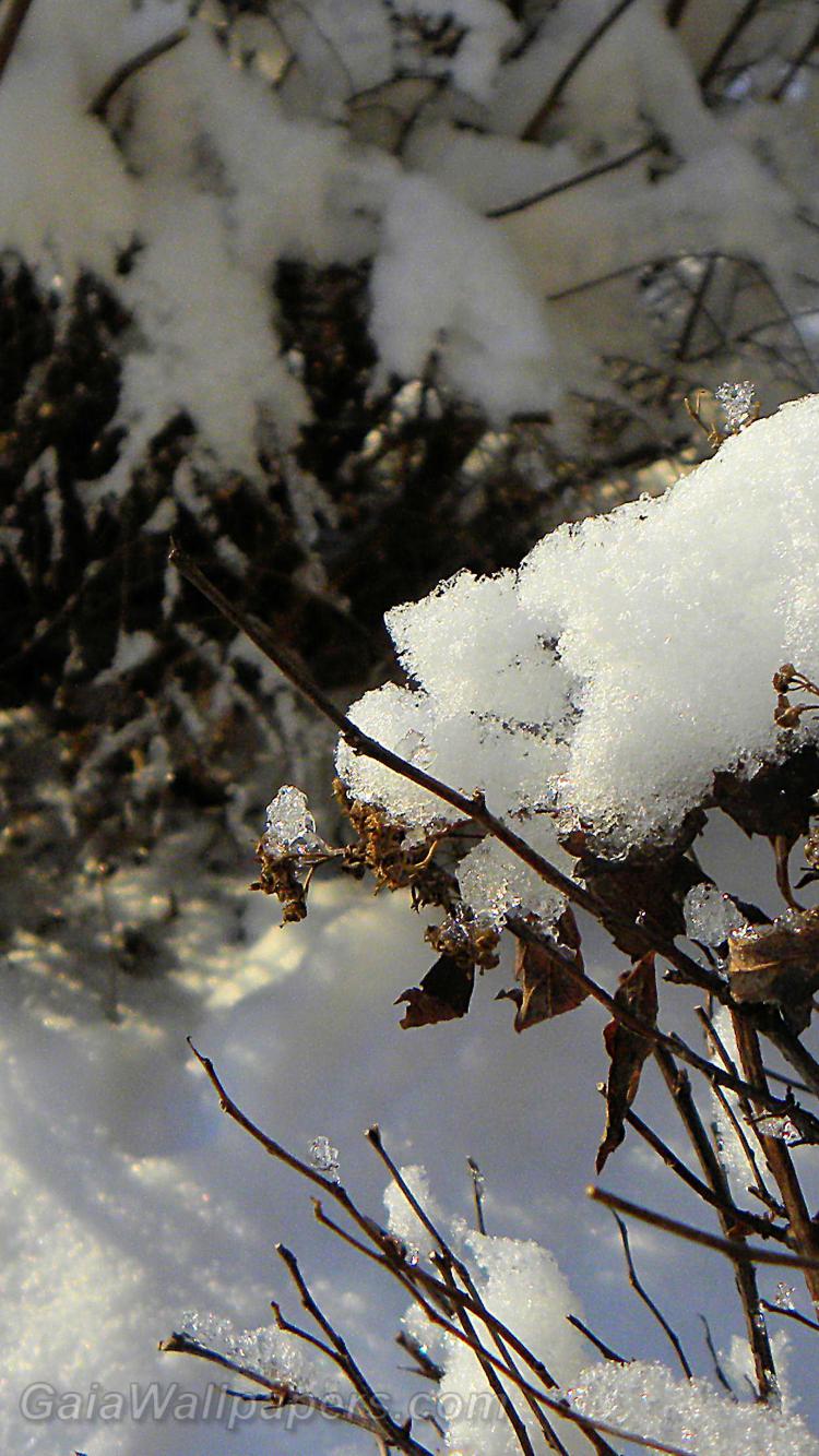 Shrubs covered with the first snow - Free desktop wallpapers