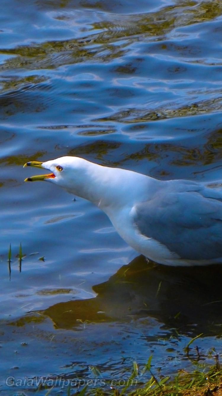 Angry Ring-billed Gull - Free desktop wallpapers