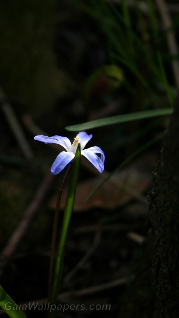 Small flower trying to find the light - Free desktop wallpapers