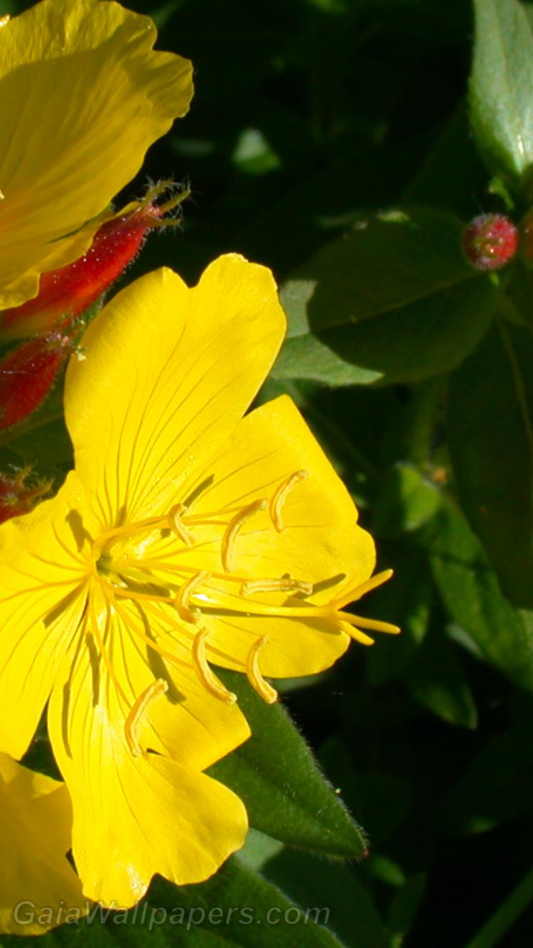 Beautiful yellow flowers enjoying the early sun - Free desktop wallpapers