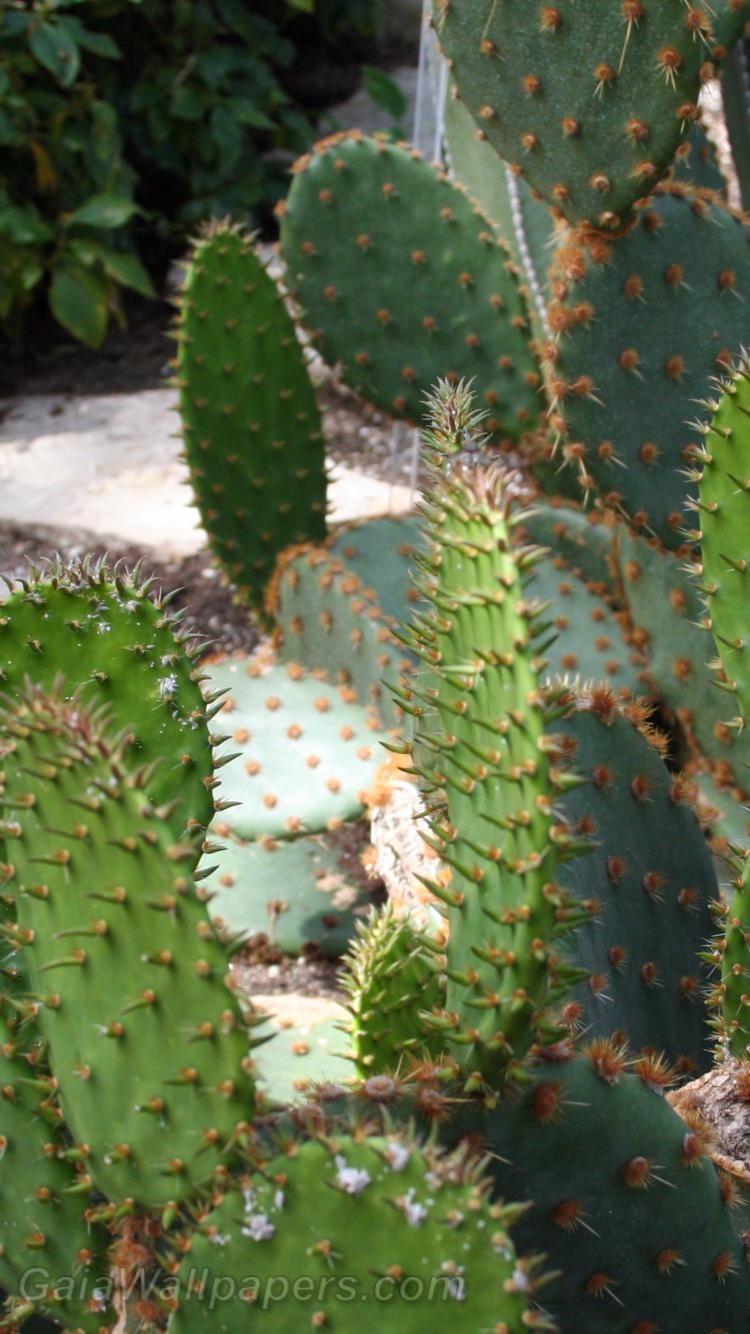 Cactus avec beaucoup de pointes - Fonds d'écran gratuits