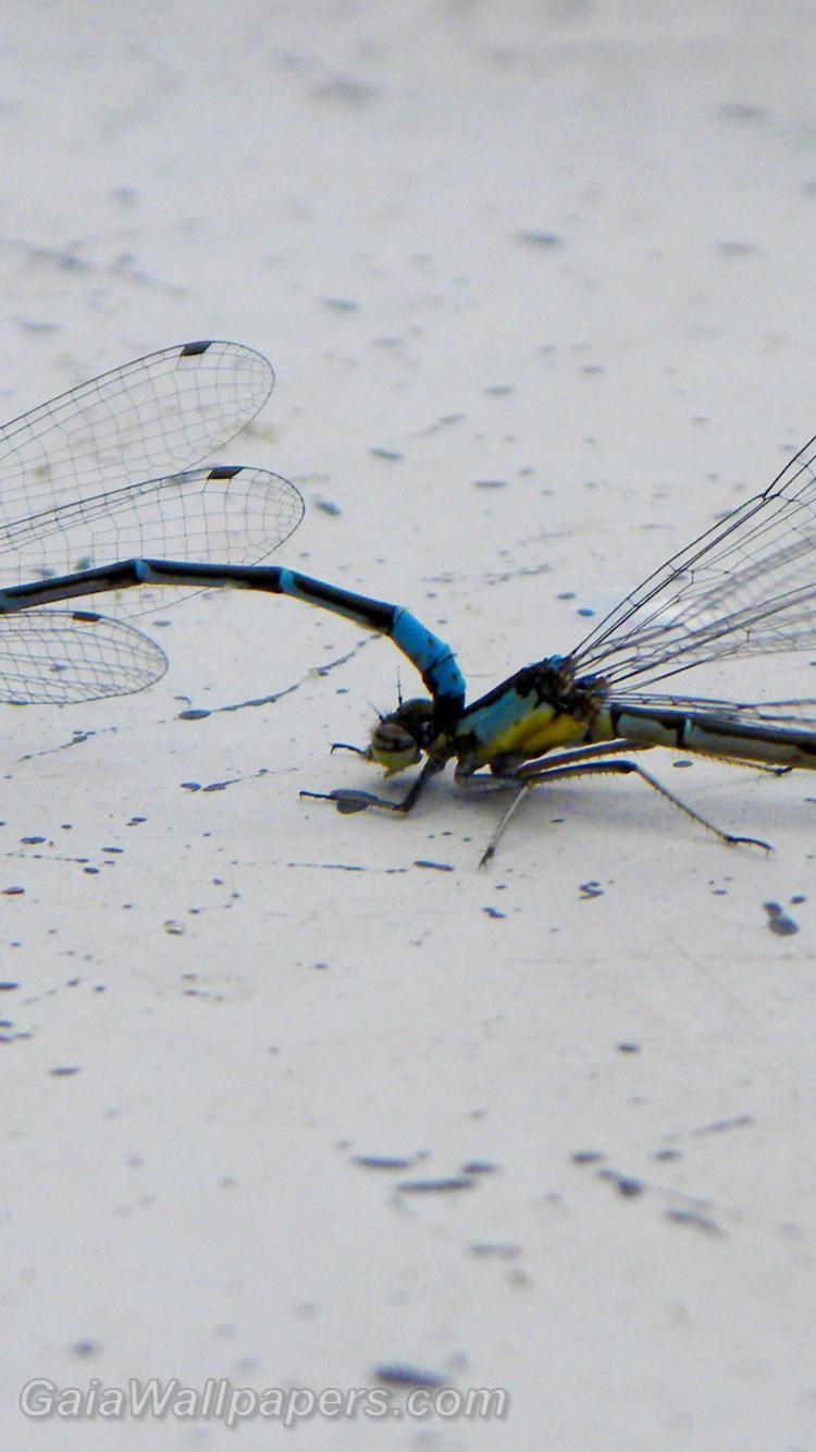 Dragonflies mating on the deck - Free desktop wallpapers