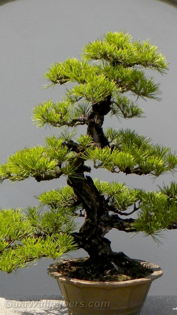 Beautiful pine bonsai - Free desktop wallpapers