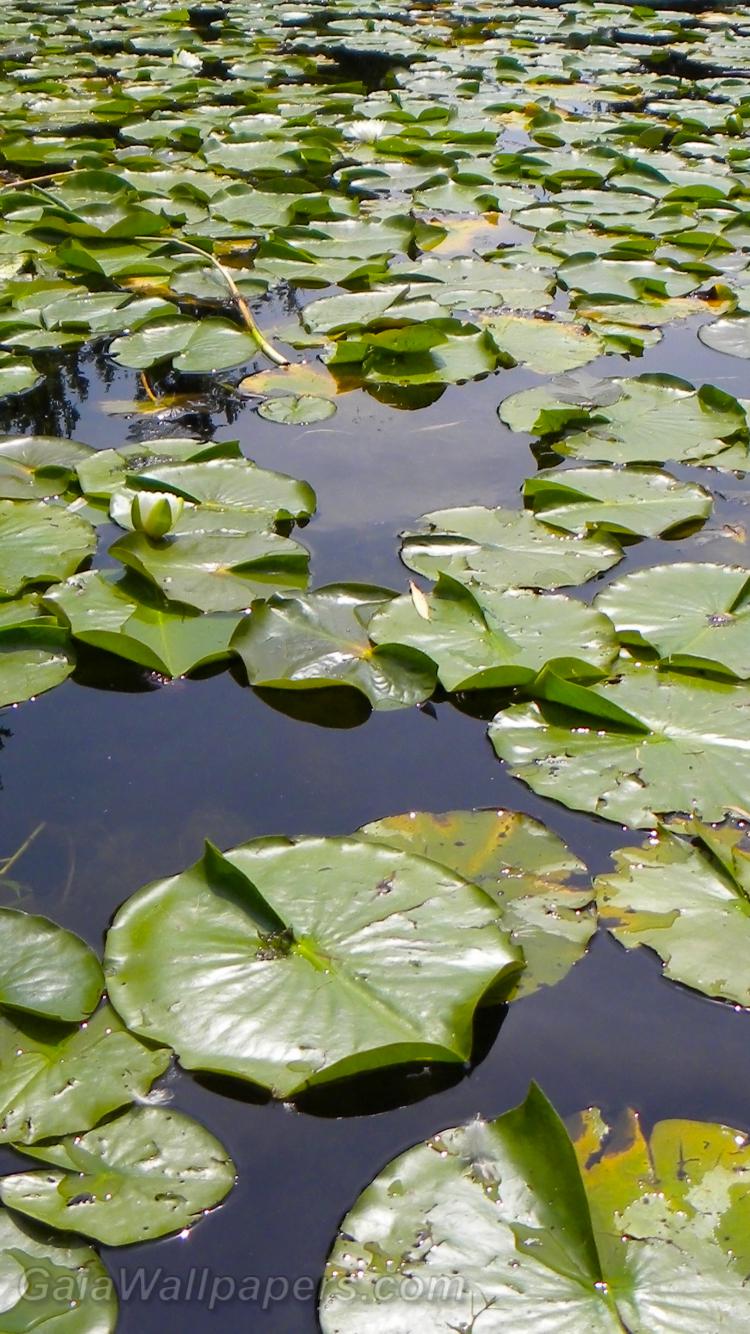 Pond full of water lily leaves - Free desktop wallpapers
