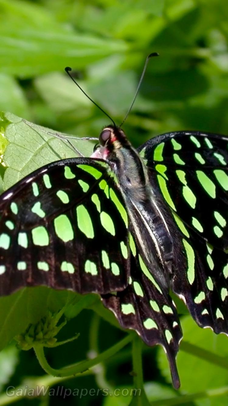 Papillon tacheté de vert - Fonds d'écran gratuits