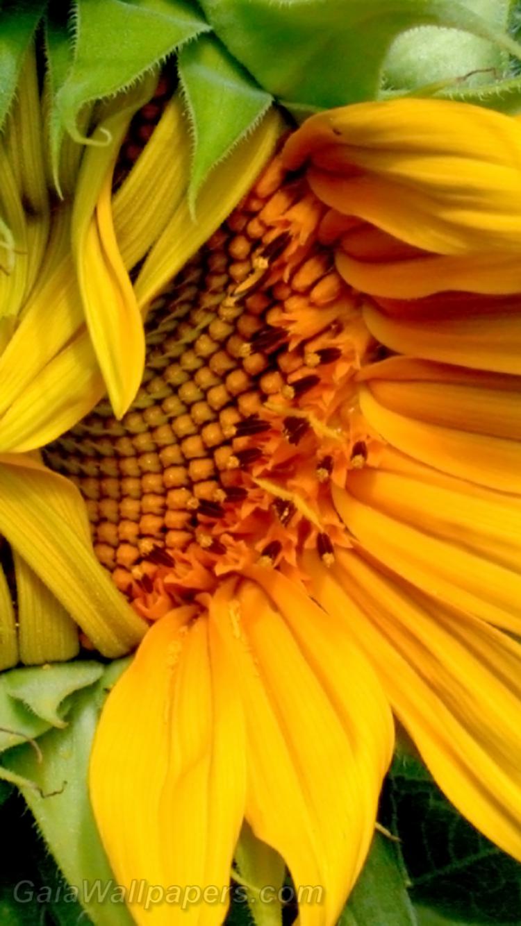 Sunflower opening to the world - Free desktop wallpapers