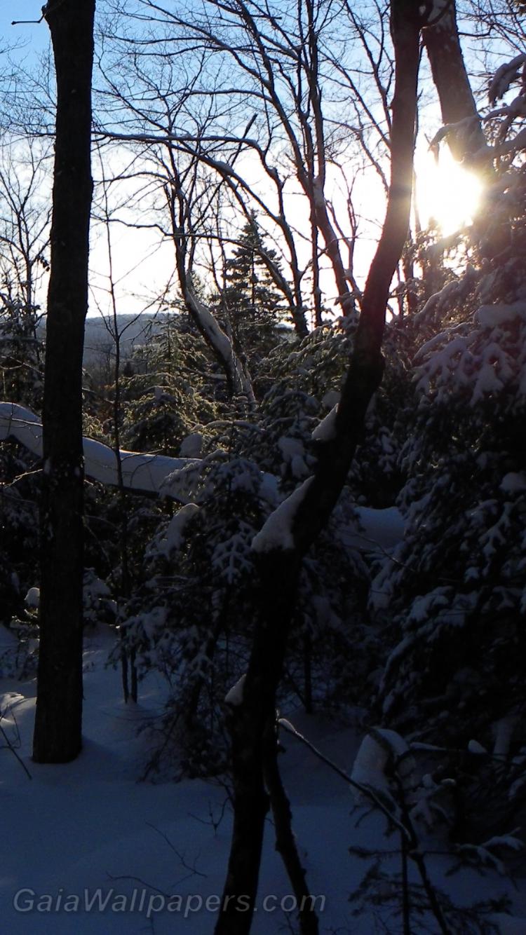 Fin d'une journée d'hiver dans la forêt laurentienne - Fonds d'écran gratuits